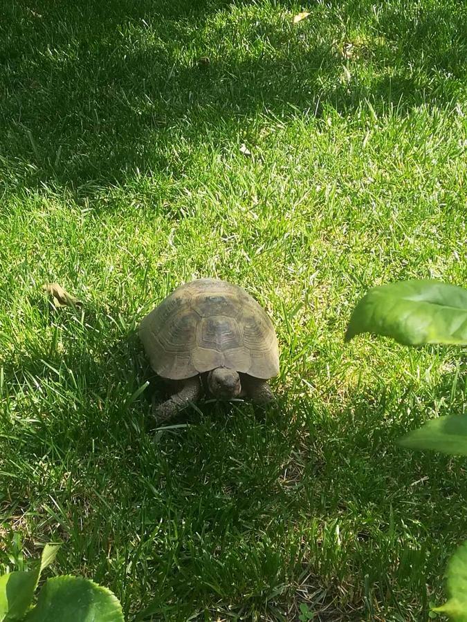 My Garden Ξενοδοχείο Τυφλίδα Εξωτερικό φωτογραφία